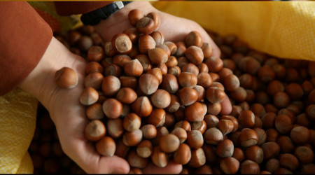 Fındık ihracatında kan kaybı sürüyor