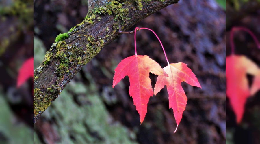 Gelin gönülleri tavaf edelim