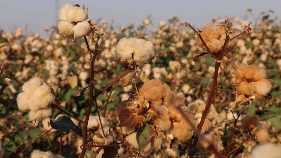 'Gelincik' ve 'Sarıgelin' hasat edildi