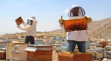 Güneş altında zorlu ama tatlı hasat