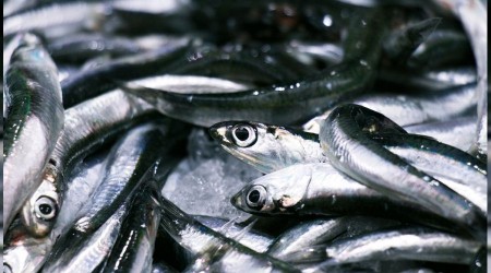 Hamsi tezgahlarda 25 lira