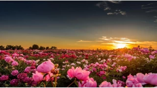 İşin kolayına kaçma