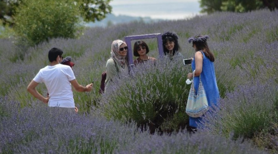 Isparta bu yl lavanta turizminde 250 bin ziyaretiyi arlad