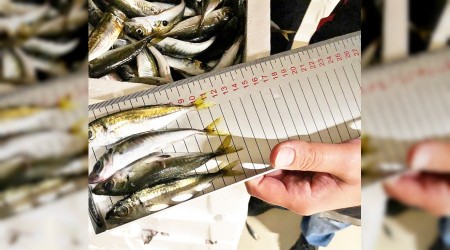 İstanbul'da 6.5 ton balığa el konuldu