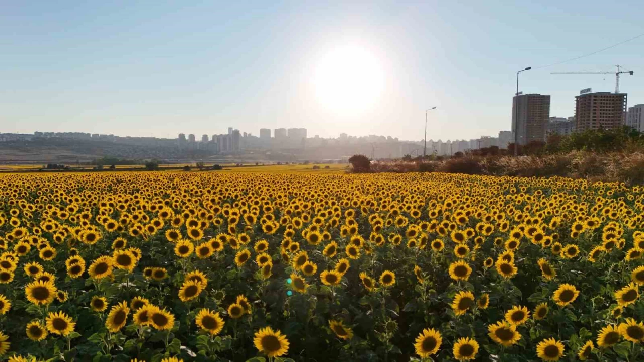İstanbul'un ayçiçek tarlaları