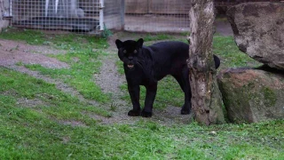İzmir Doğal Yaşam Parkı'na siyah jaguar ve bozayı geldi