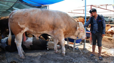 İzmir'de kurban pazarı hareketliliği