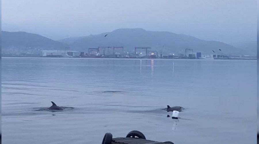İzmit Körfezi'nde yunuslardan görsel şölen