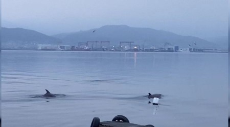 İzmit Körfezi'nde yunuslardan görsel şölen