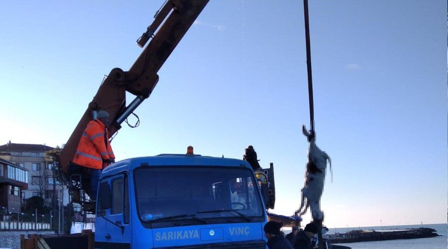 Karadeniz'den hamsi yerine büyükbaş hayvan çıktı