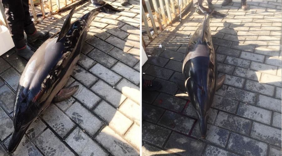 Karaköy'de yunus kıyıya vurdu