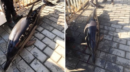 Karaköy'de yunus kıyıya vurdu