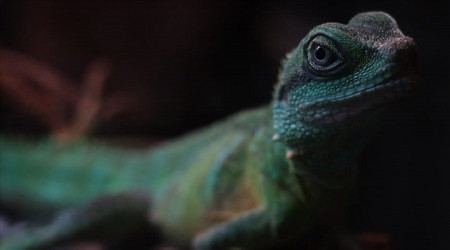 Kertenkelelerin varlığı düşünülenden 35 milyon yıl önceye dayanıyor olabilir