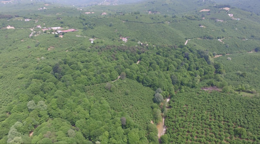 Kocaoluk ormanı gün yüzüne çıkıyor