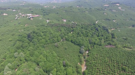 Kocaoluk ormanı gün yüzüne çıkıyor