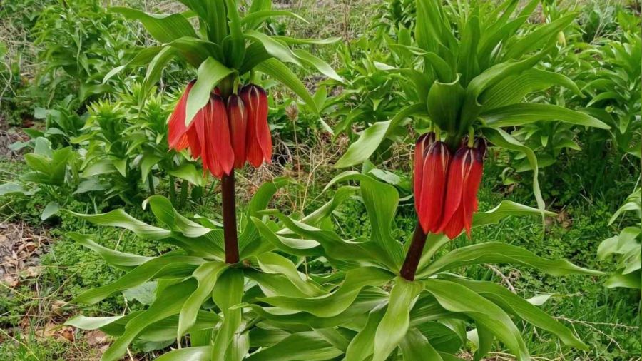 Koparmanın cezası 244 bin lira