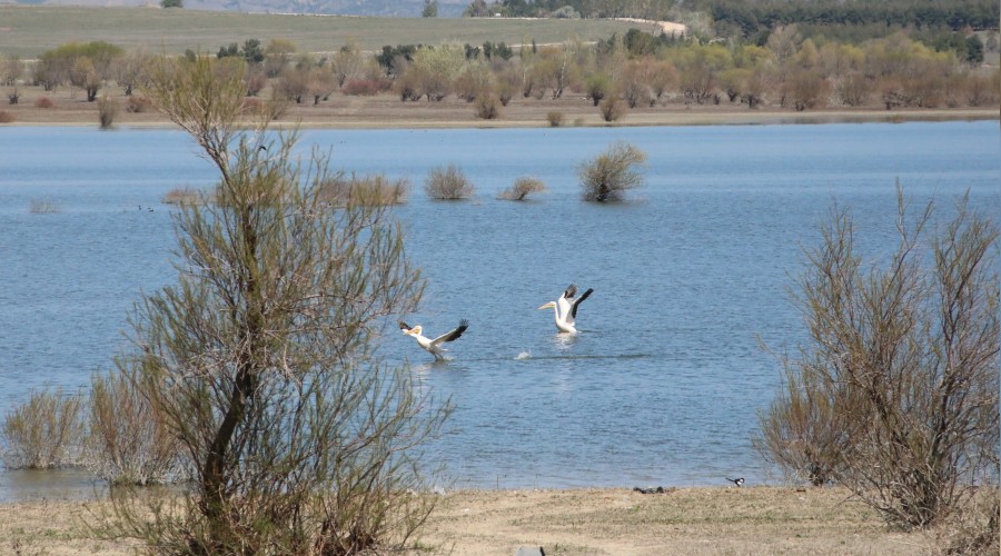 Kuşlara ev sahipliği yapıyor
