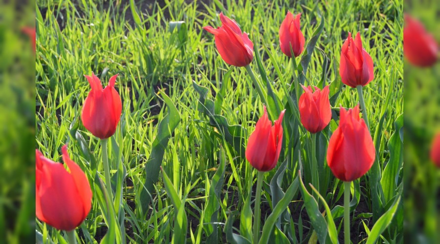 Laleler kırmızı rengiyle doğayı süslüyor