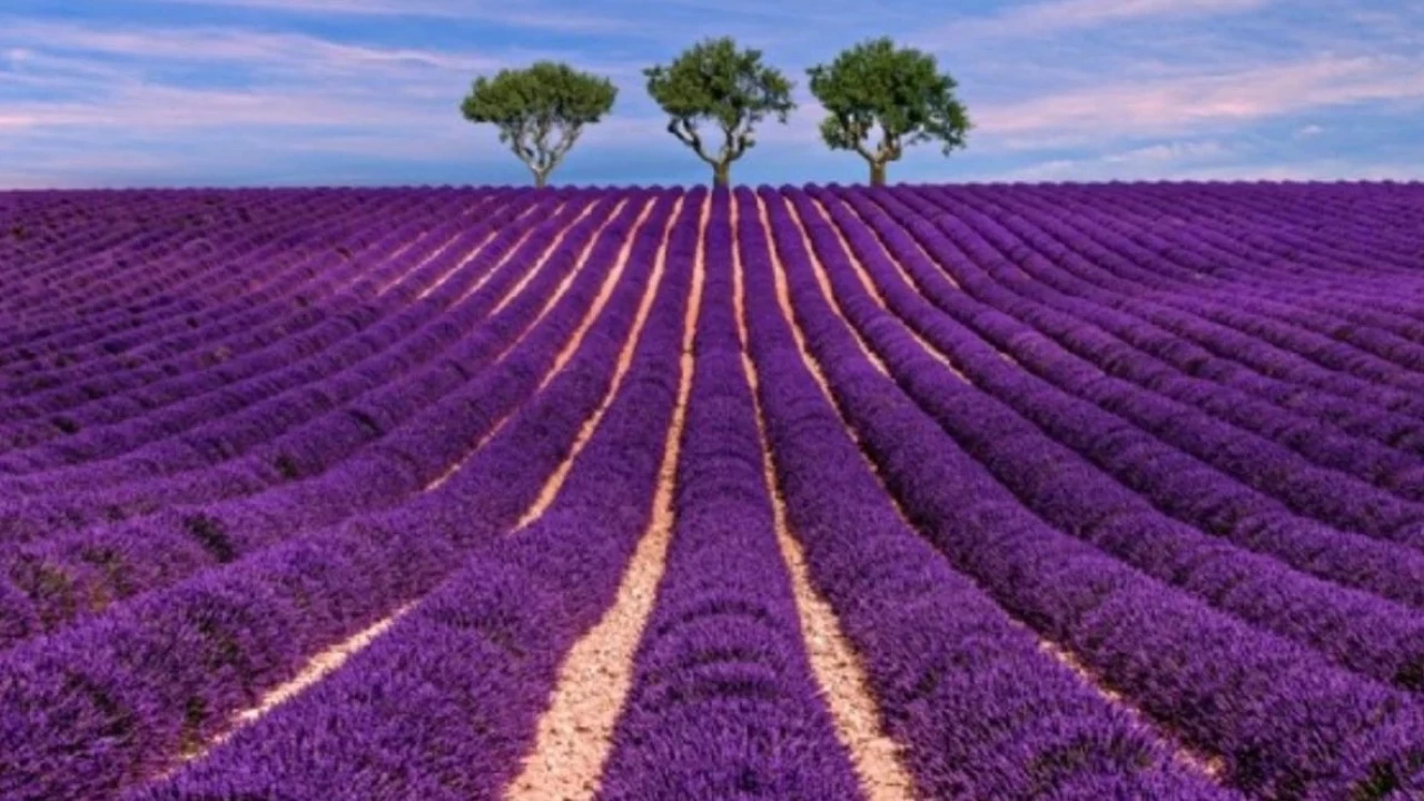 Lavanta: Mor bir rüya