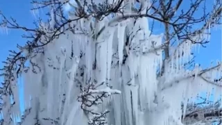 Malatya'da kays aalar buz kesti