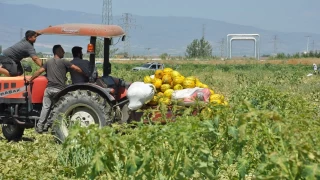 Manisal iftiler yaklak 600 ton kavun ve karpuzu cretsiz datt