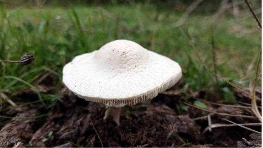 Mantardan zehirlenmeler arttı, valilik uyardı