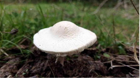 Mantardan zehirlenmeler arttı, valilik uyardı