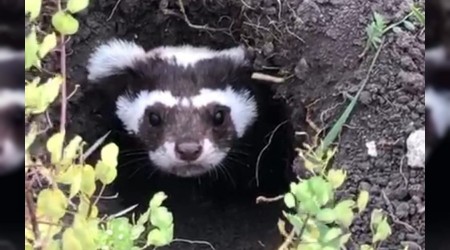 Nesli tükenmekte olan alaca sansar gözlemlendi