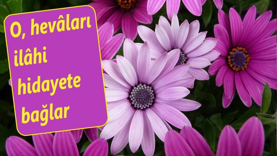 O, hevâları ilâhî hidayete bağlar