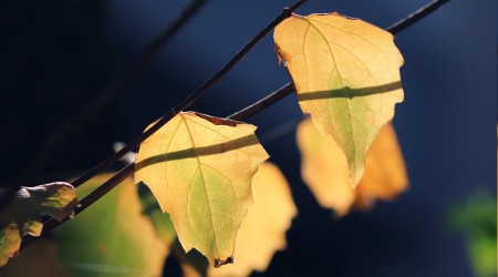 ‘O'na asla gizli değildir’