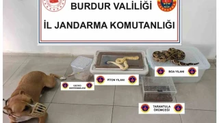 Operasyon yapılan ev hayvanat bahçesi gibi çıktı