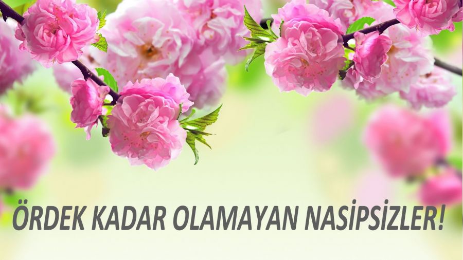 Ördek kadar olamayan nasipsizler!