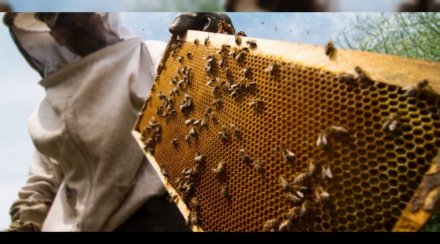 Organik arıcılığa kovan başı destek