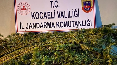 Ormanlık alana 371 kök kenevir eken 2 şahıs gözaltına alındı