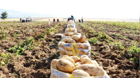 Patates ekimi kayıt altına alınacak