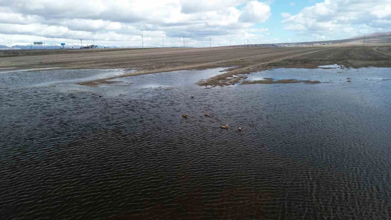 Sarıkamış'ta angutlar eşleriyle görüntülendi