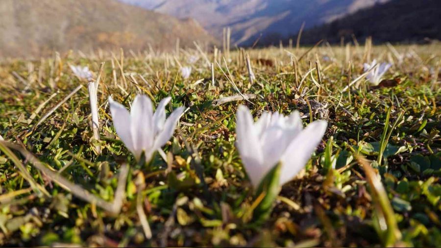 Şırnak'ta kardelenlerle beyaza büründü