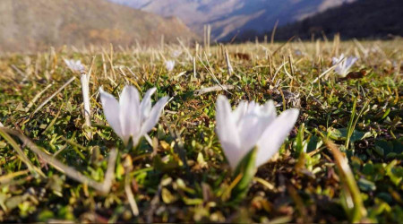 Şırnak'ta kardelenlerle beyaza büründü