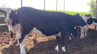 Süt üreticilerden süt fiyatlarına tepki