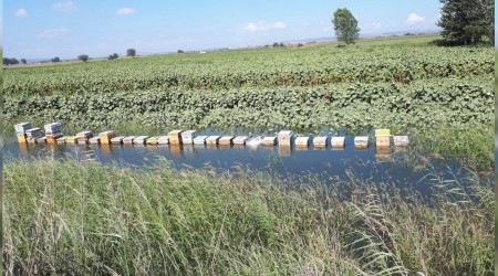 Tarladaki kovanları su bastı, ballar ziyan oldu