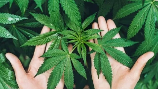 Tıbbi Kenevir Kronik Ağrılarda Etkili