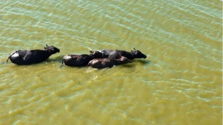 Türkiye'de manda popülasyonu tehdit altında