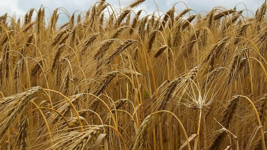 Türkiye'nin arpa rekolte beklentisi 9 milyon ton