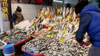 Türkiye'nin denizlerinde hangi balık türleri yaygın?