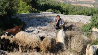 Vehbi amca, keçilerinden aldığı ilhamla şiirlerini yazıyor