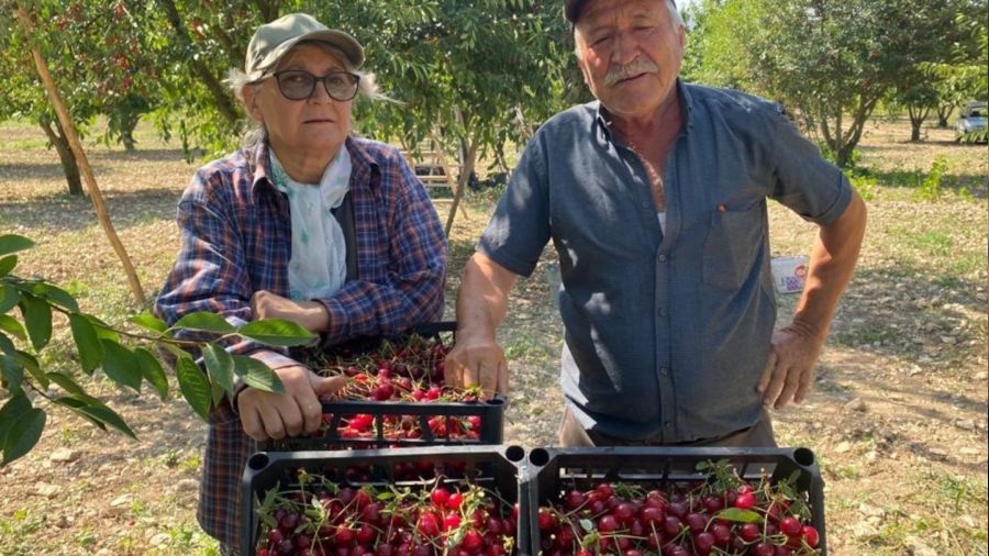 Vişne fiyatı üreticisini sevindirdi
