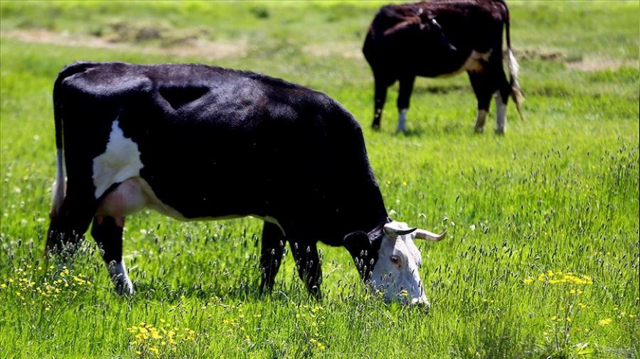   Yeni Zelanda'nn derdine bak!