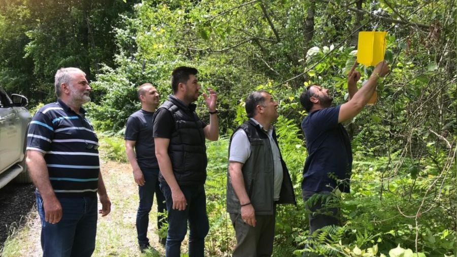Zararlı böceklere karşı ormanlara 'feromon tuzağı' kuruluyor