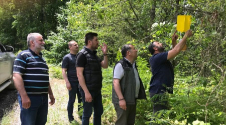 Zararlı böceklere karşı ormanlara 'feromon tuzağı' kuruluyor