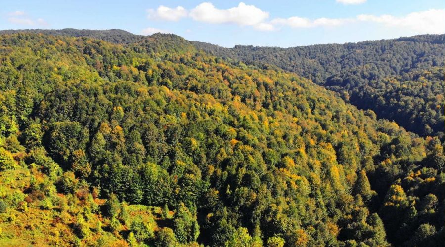 Zonguldak ormanlar sonbahar karlyor